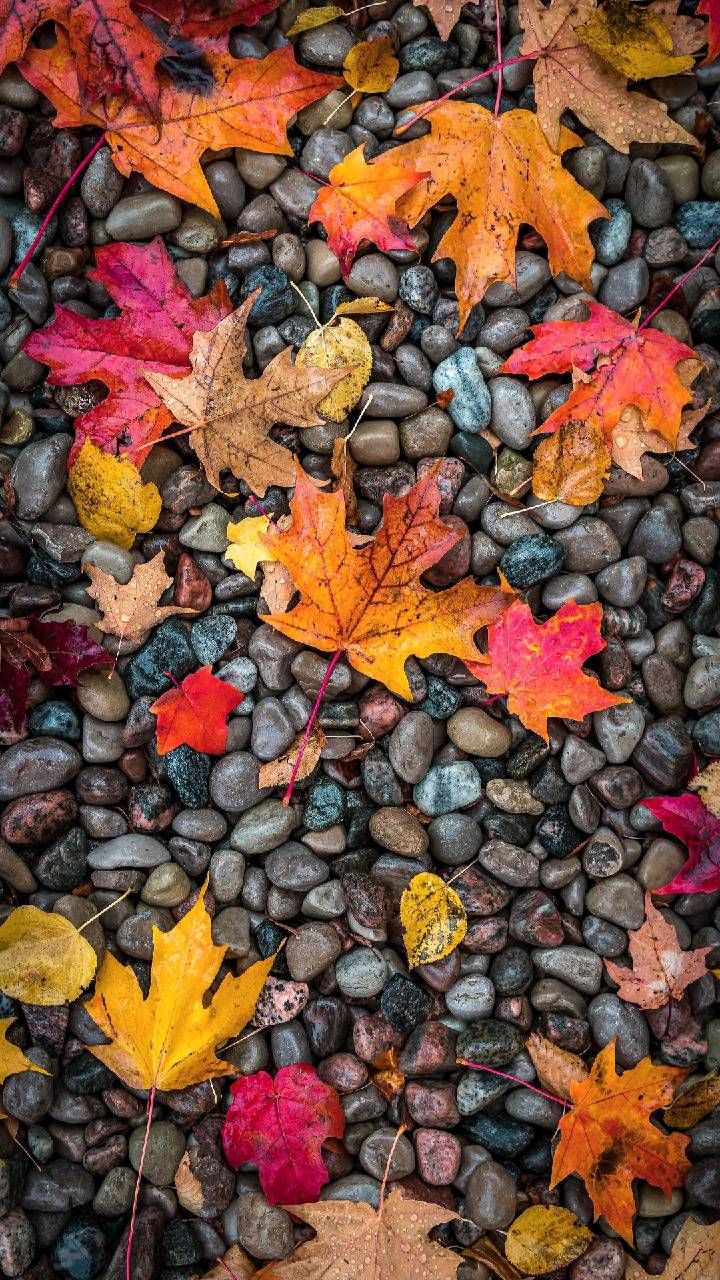 Autumn Mobile Wallpapers