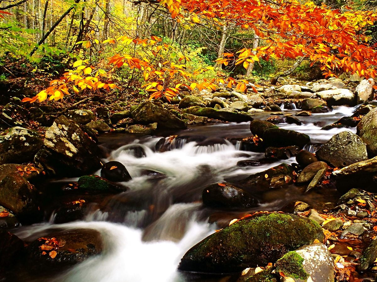 Autumn Mountain Stream Wallpapers