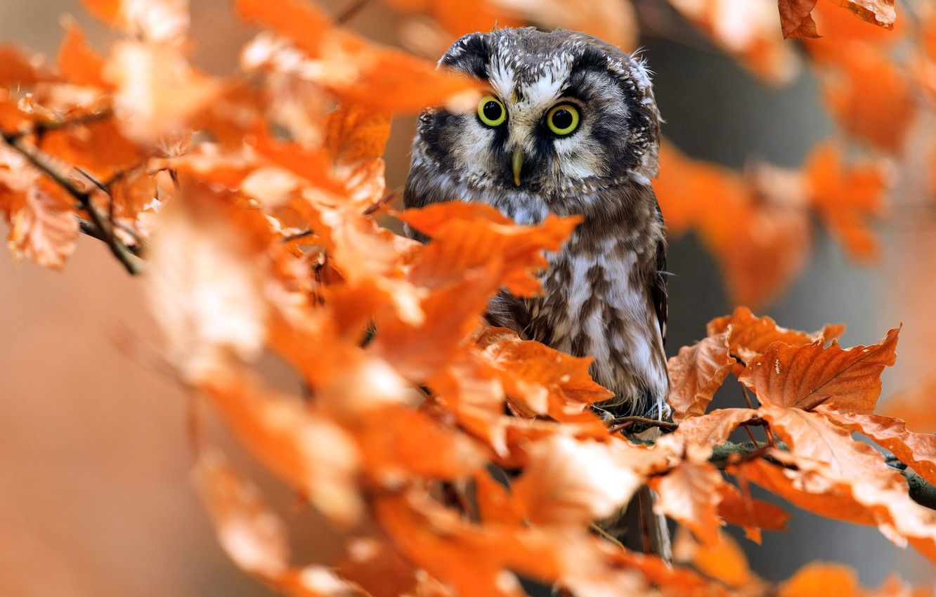 Autumn Owl Desktop Wallpapers