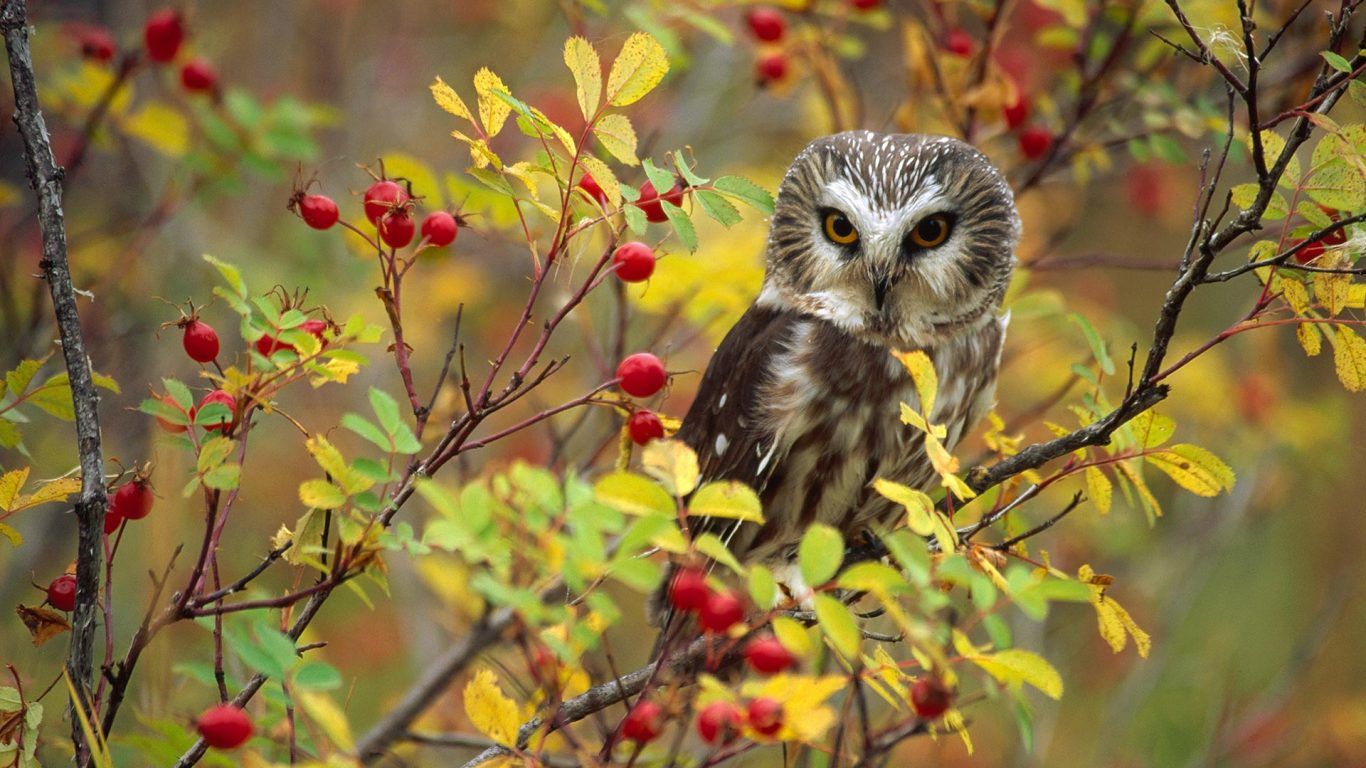 Autumn Owl Desktop Wallpapers