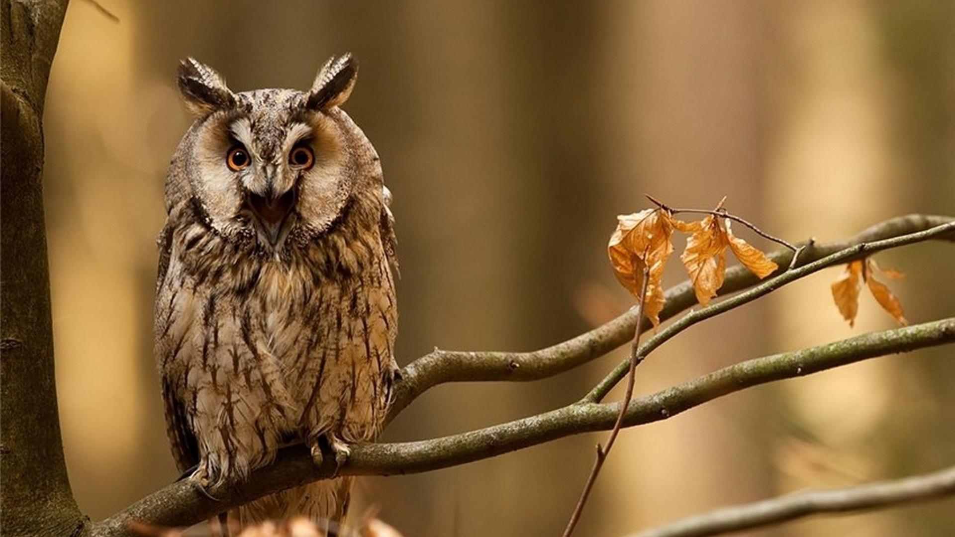 Autumn Owl Desktop Wallpapers