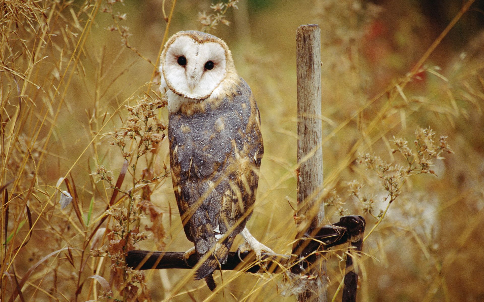 Autumn Owl Desktop Wallpapers