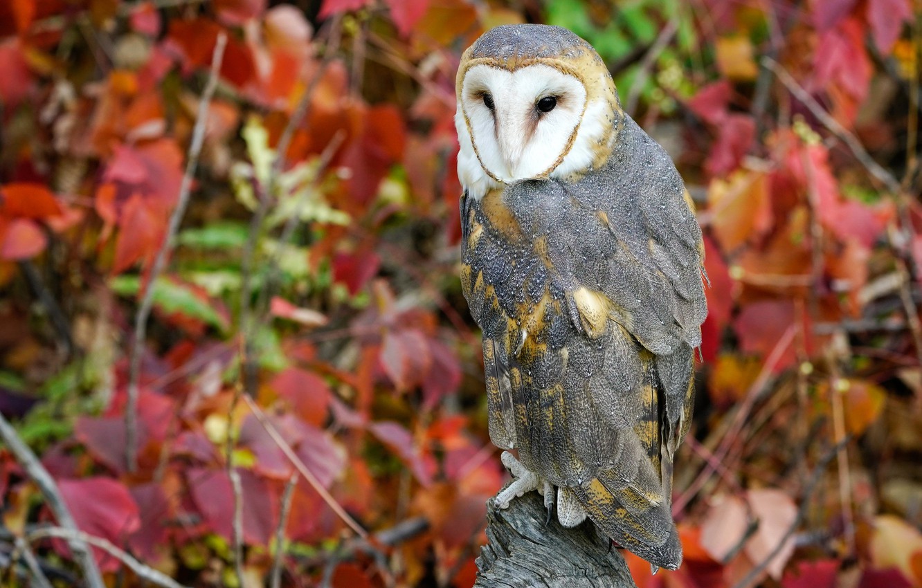 Autumn Owl Desktop Wallpapers