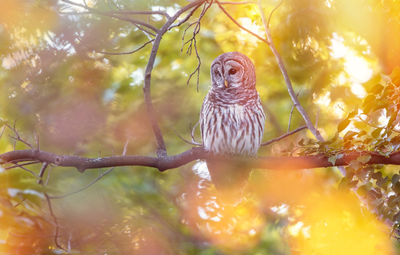 Autumn Owl Desktop Wallpapers