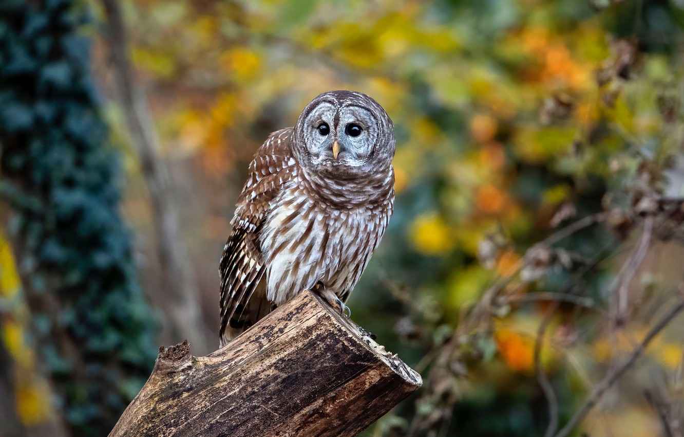 Autumn Owl Desktop Wallpapers