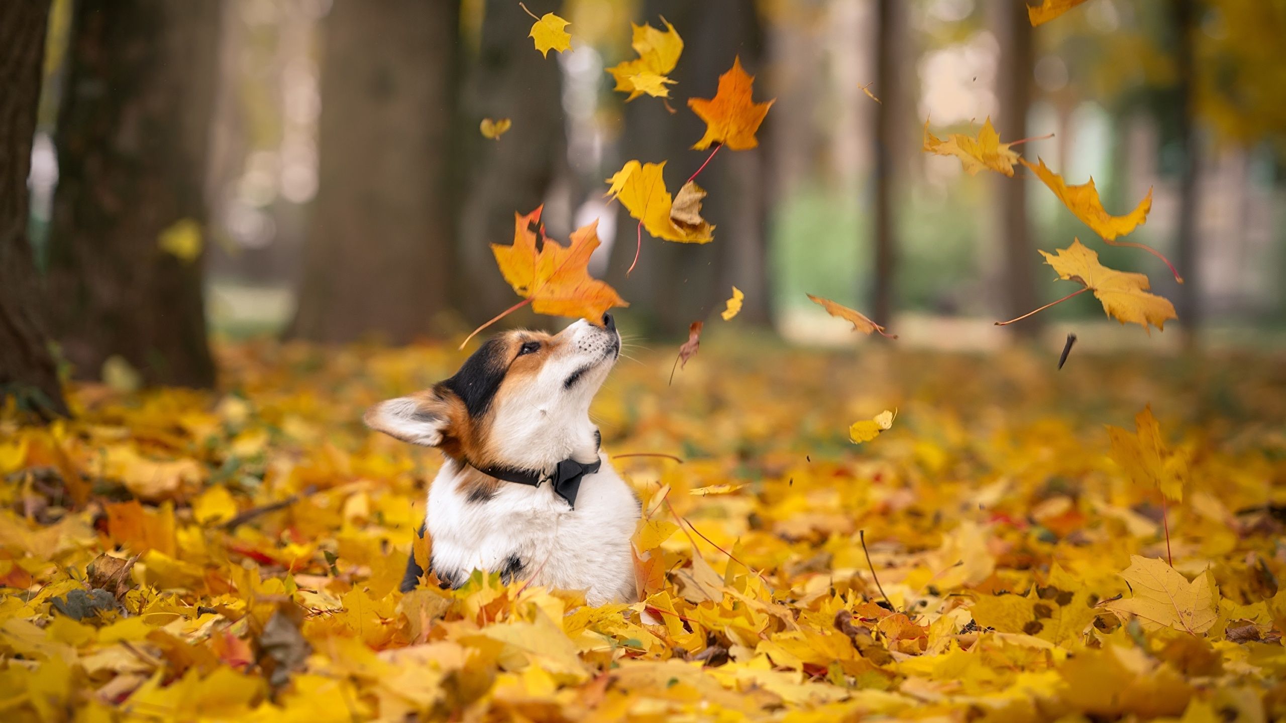 Autumn Pets Desktop Wallpapers