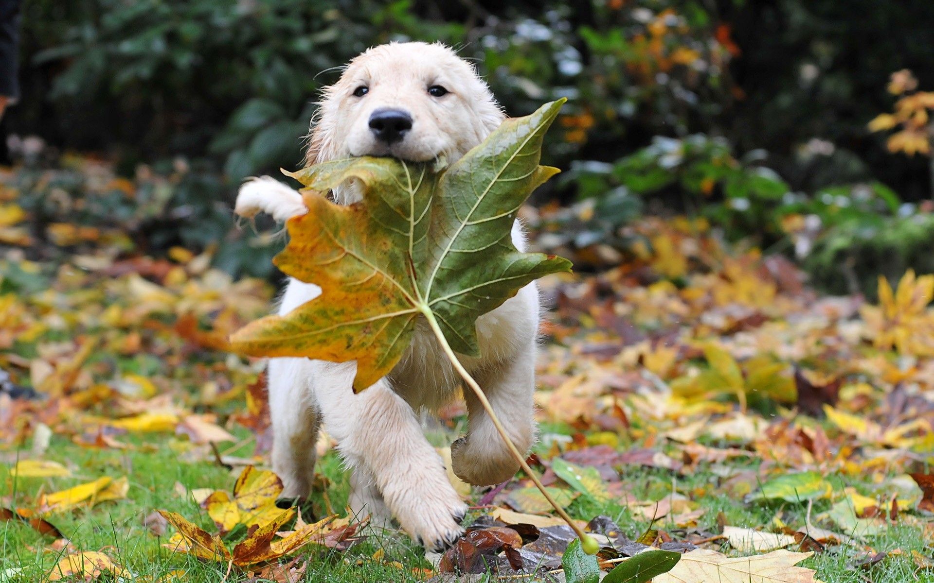 Autumn Pets Desktop Wallpapers