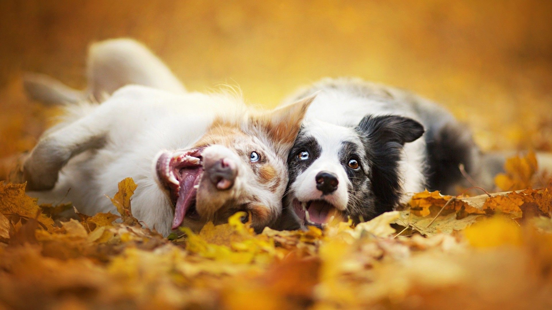 Autumn Pets Desktop Wallpapers