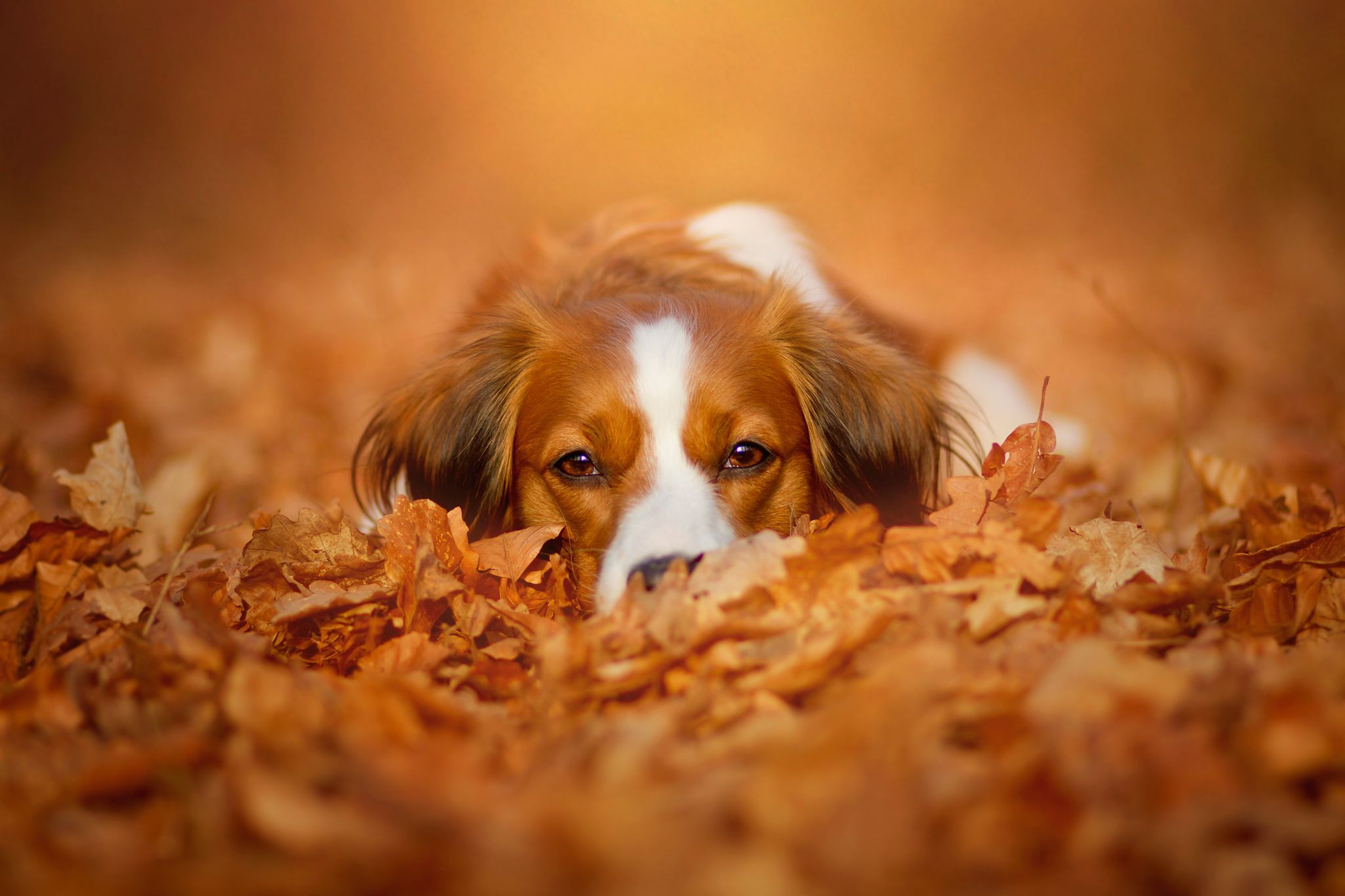 Autumn Pets Desktop Wallpapers