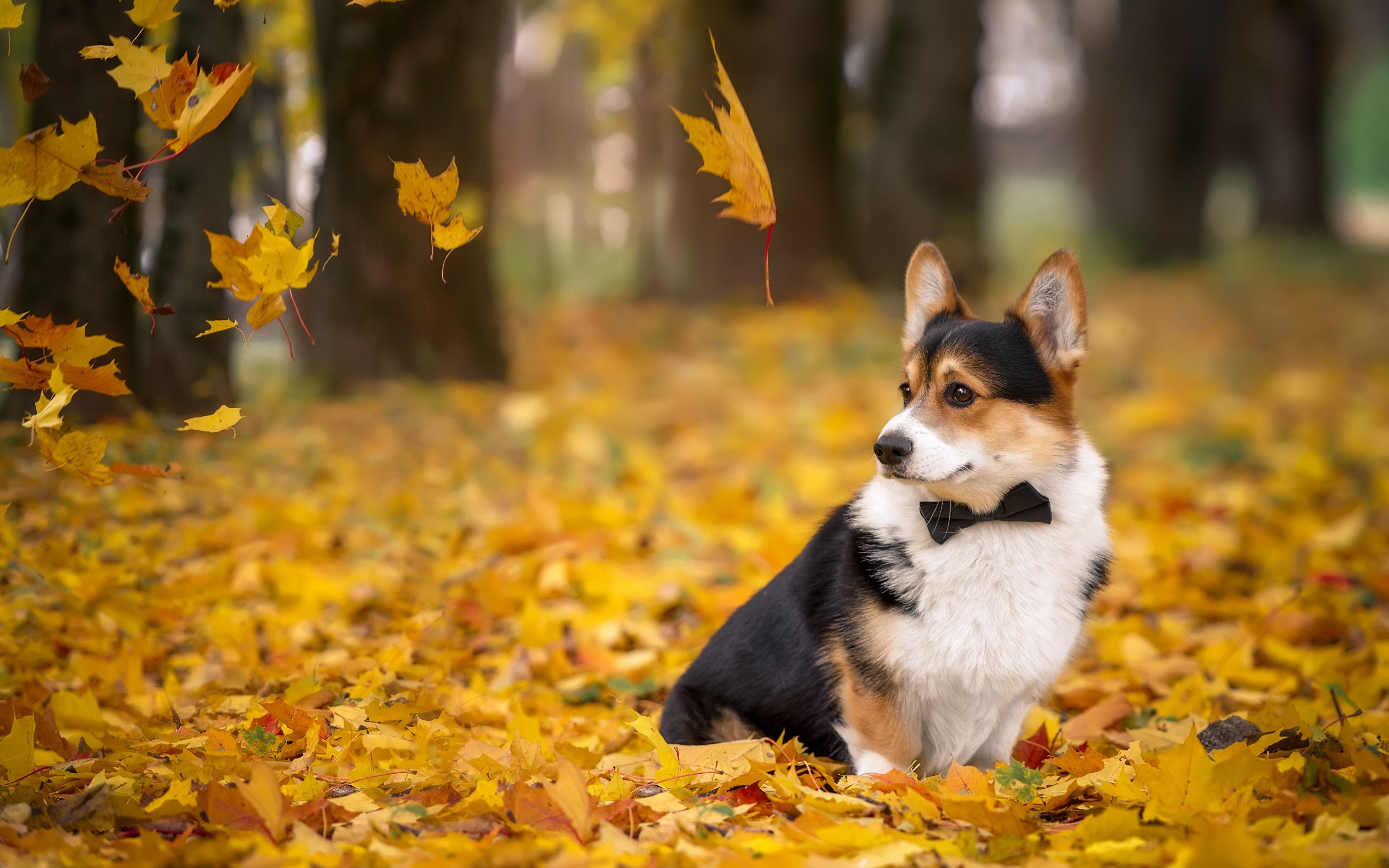 Autumn Pets Desktop Wallpapers