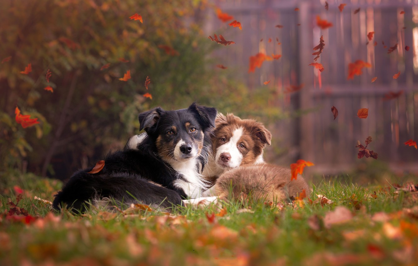 Autumn Pets Desktop Wallpapers