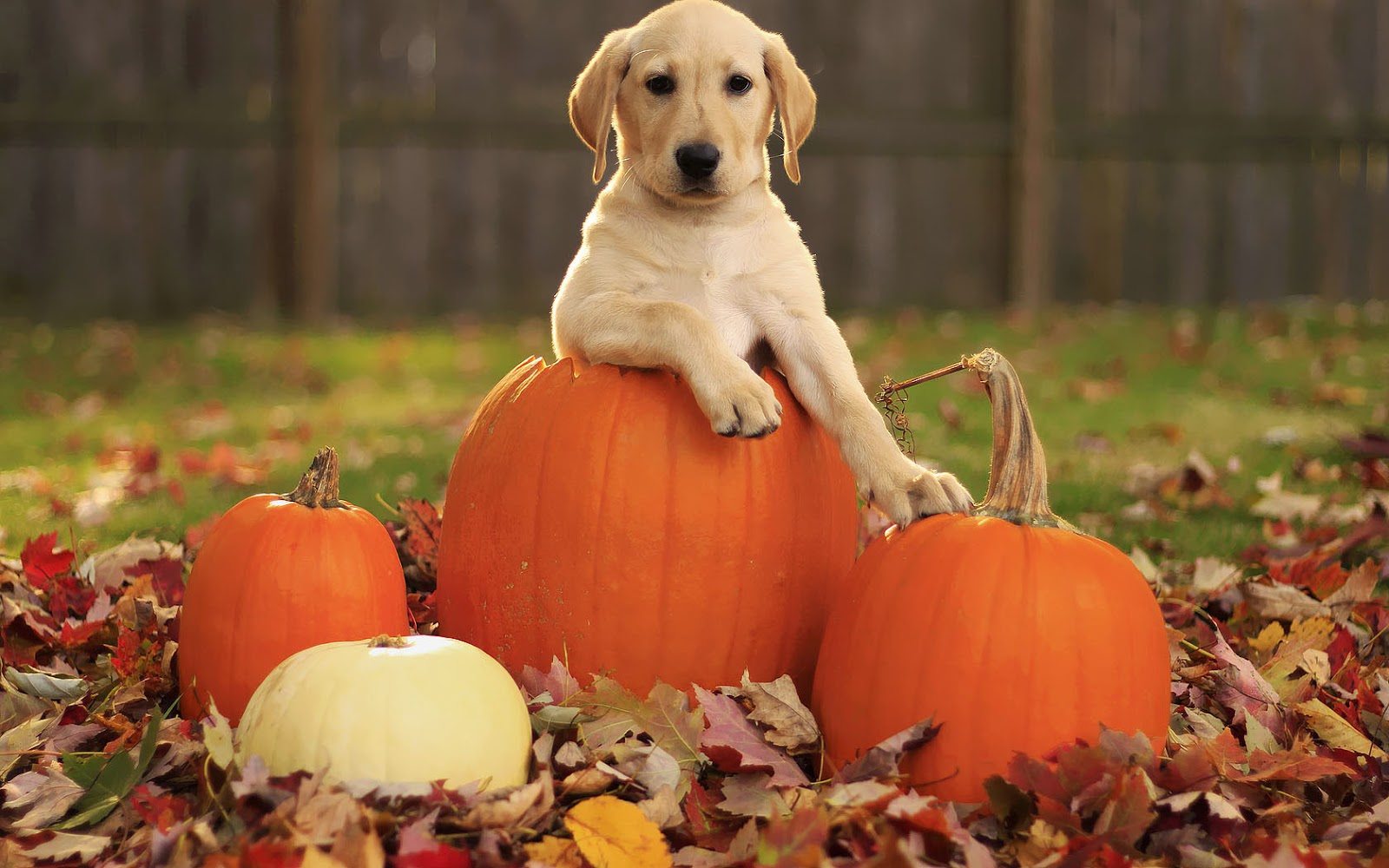 Autumn Pets Desktop Wallpapers