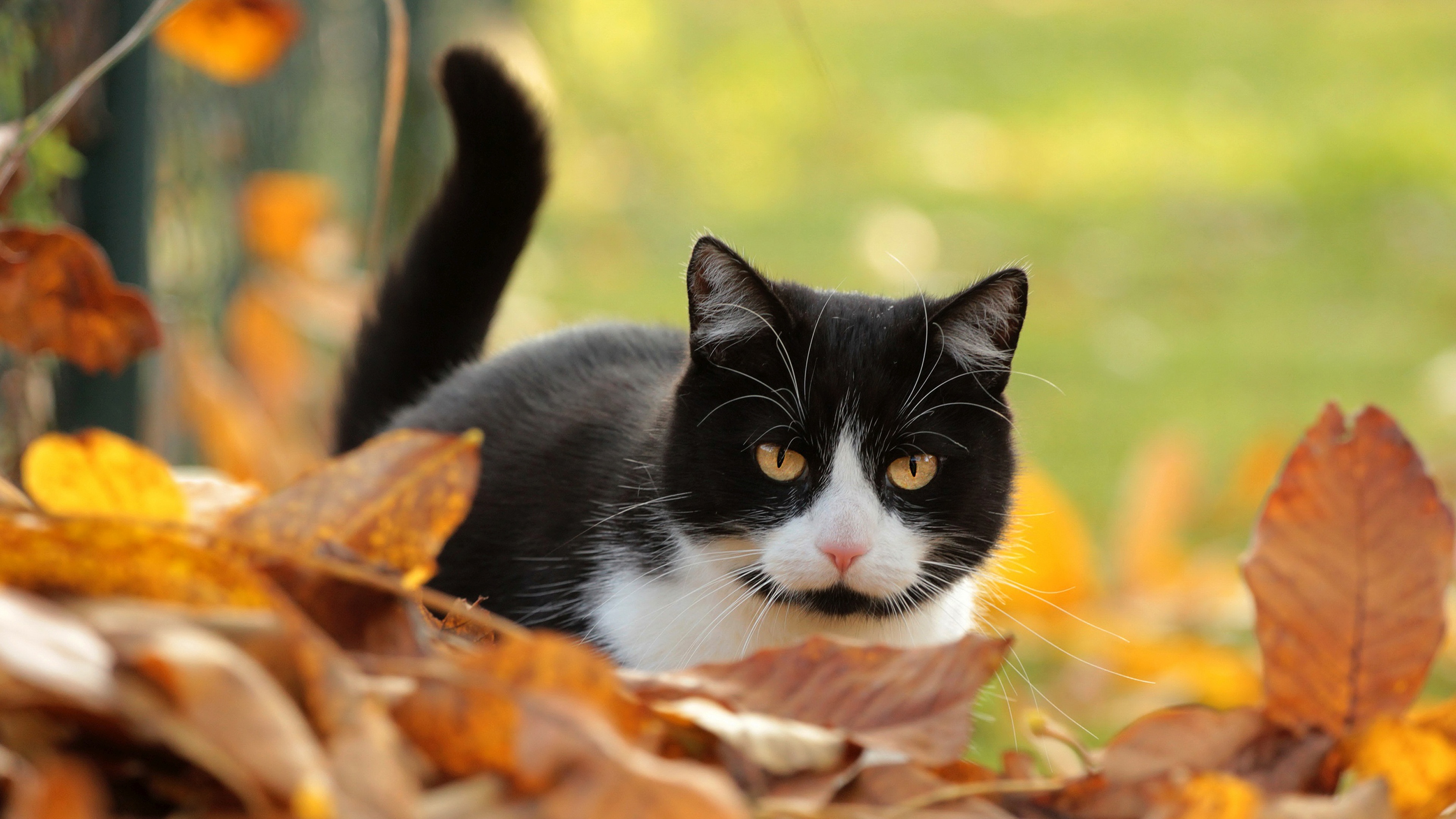 Autumn Pets Desktop Wallpapers