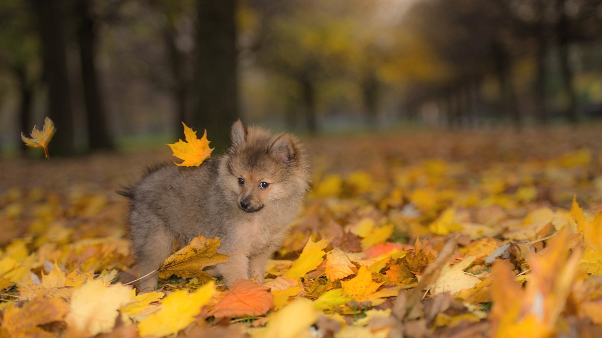 Autumn Pets Desktop Wallpapers