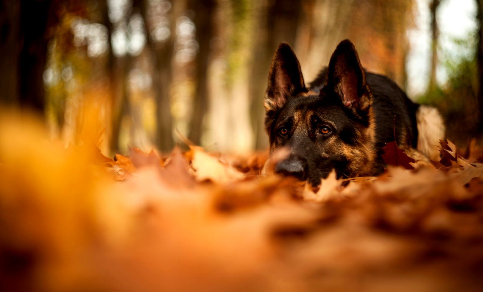 Autumn Pets Desktop Wallpapers