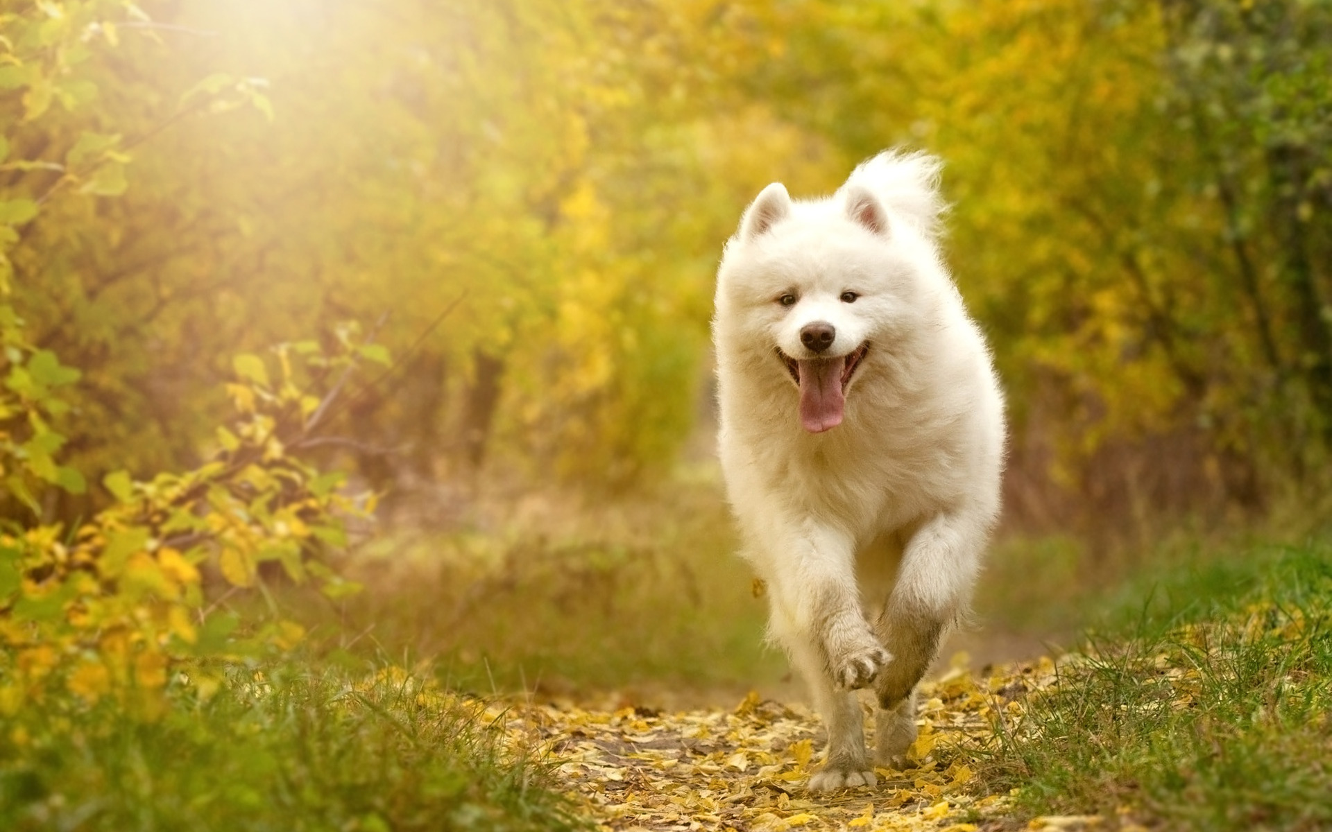 Autumn Pets Desktop Wallpapers