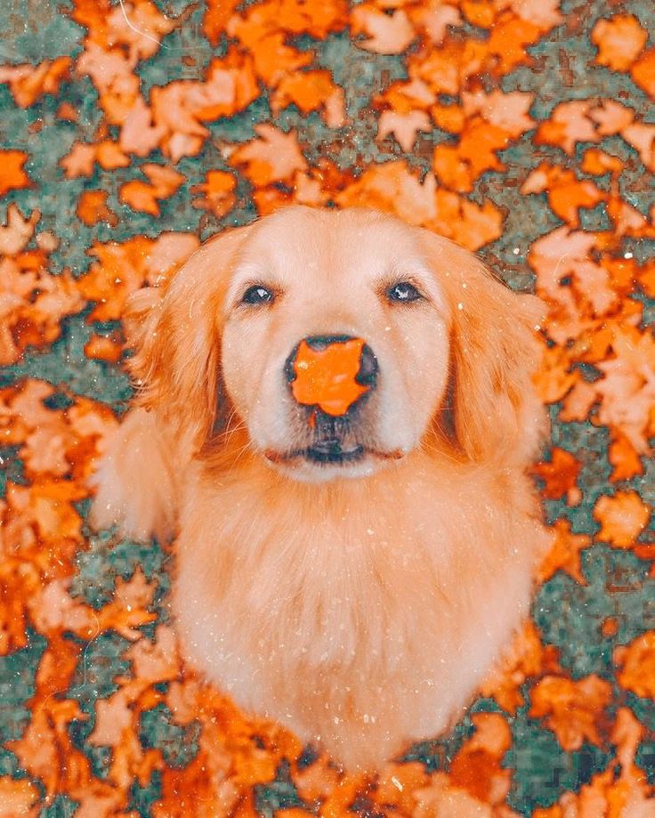 Autumn Pets Desktop Wallpapers