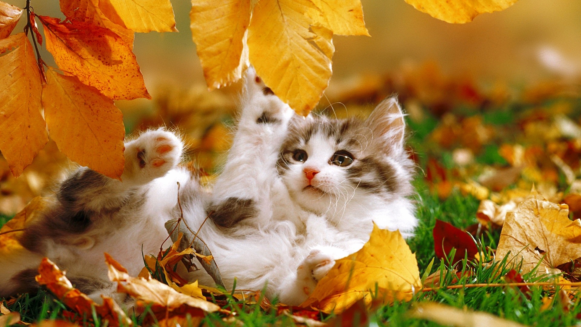 Autumn Pets Desktop Wallpapers