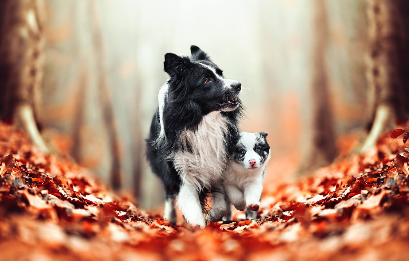 Autumn Pets Desktop Wallpapers