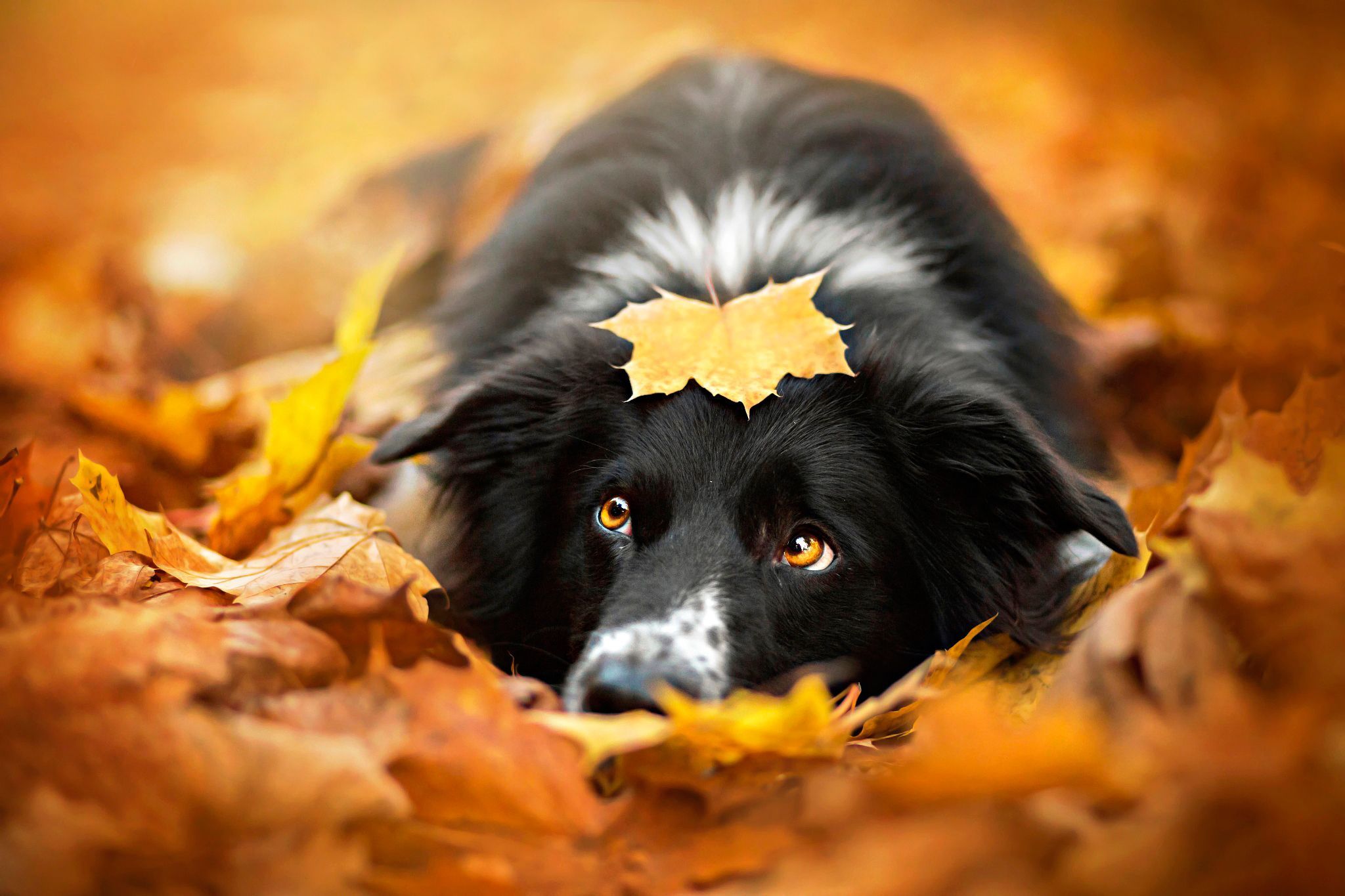 Autumn Pets Desktop Wallpapers