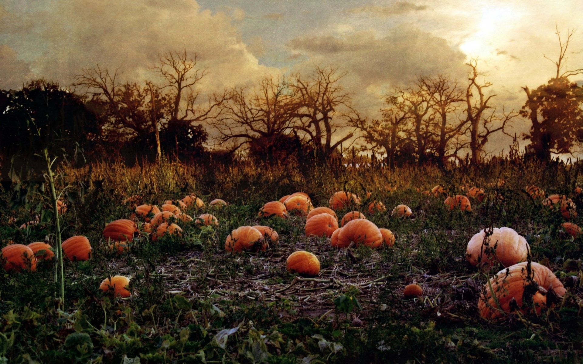 Autumn Pumpkin Desktop Wallpapers