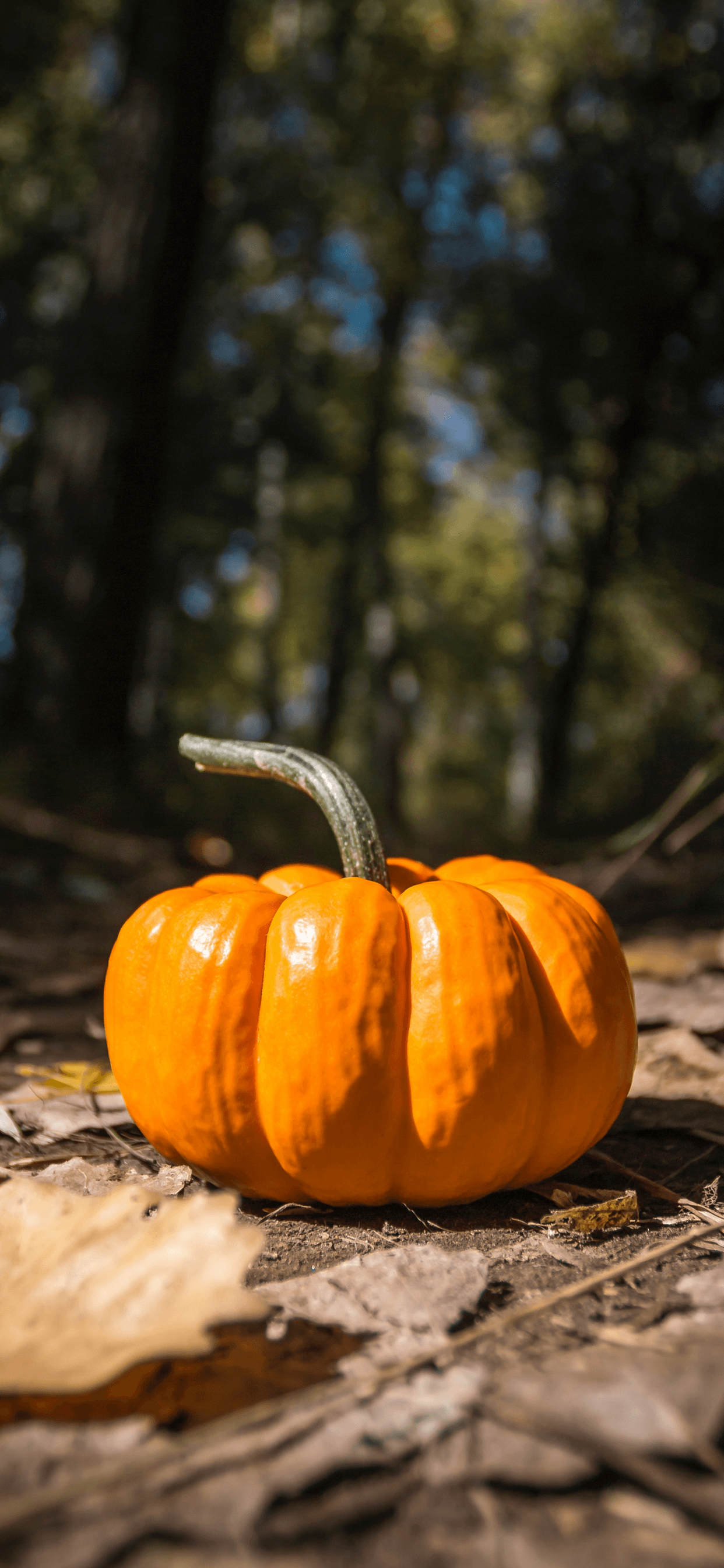 Autumn Pumpkin Iphone Wallpapers