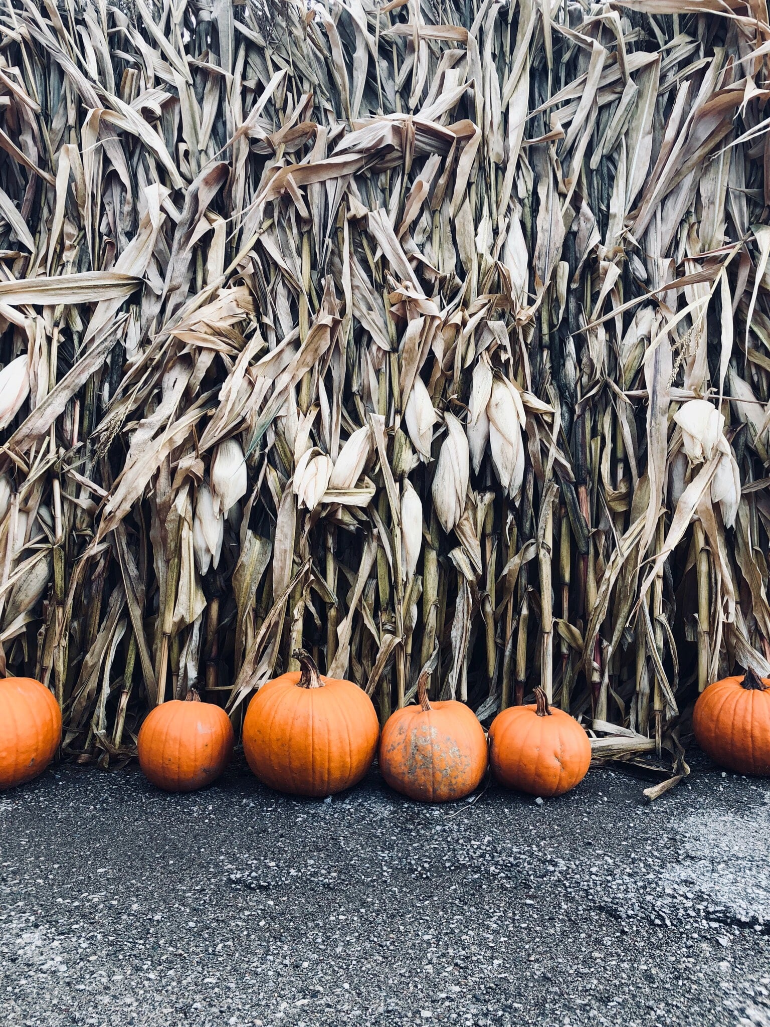 Autumn Pumpkin Iphone Wallpapers