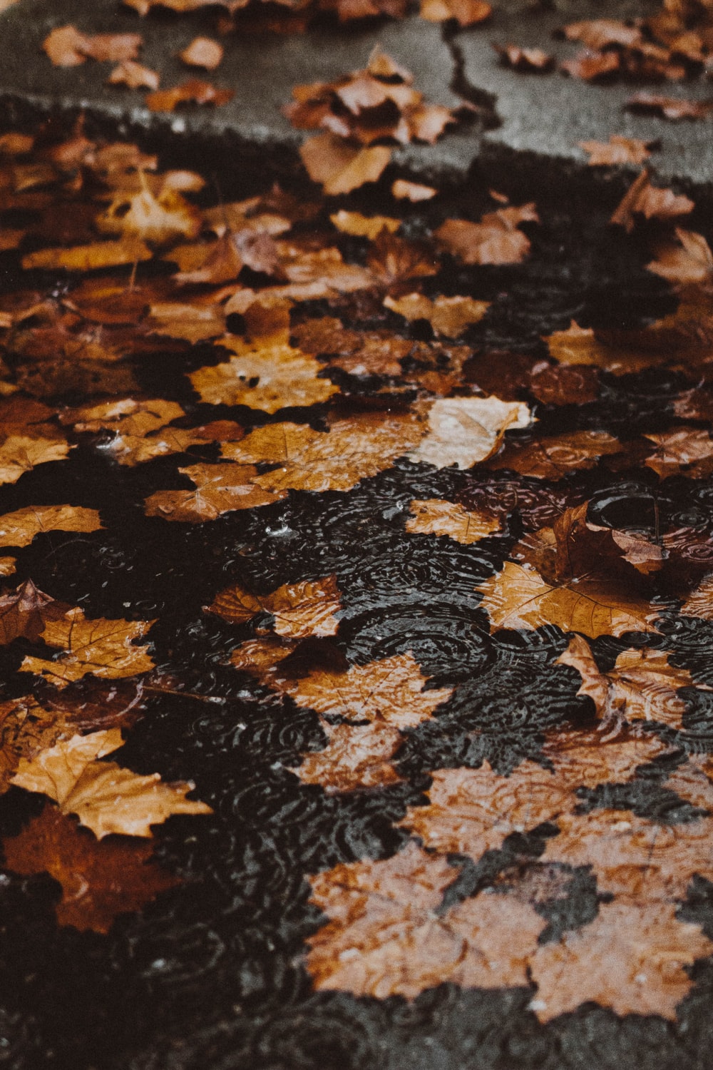 Autumn Rain Wallpapers