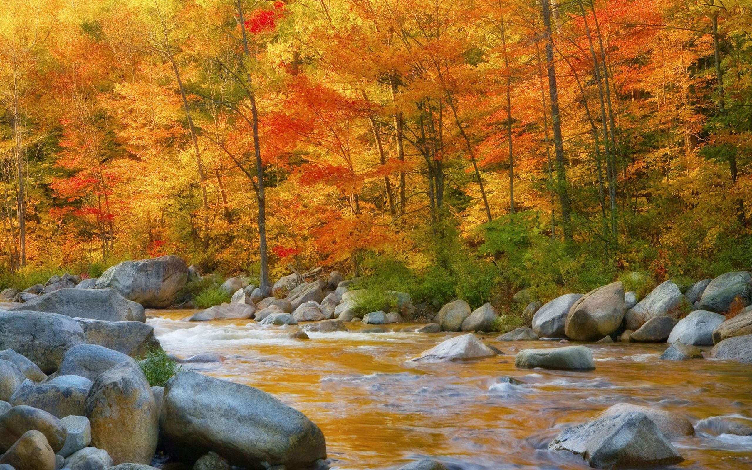 Autumn River Hd Side Path Wallpapers