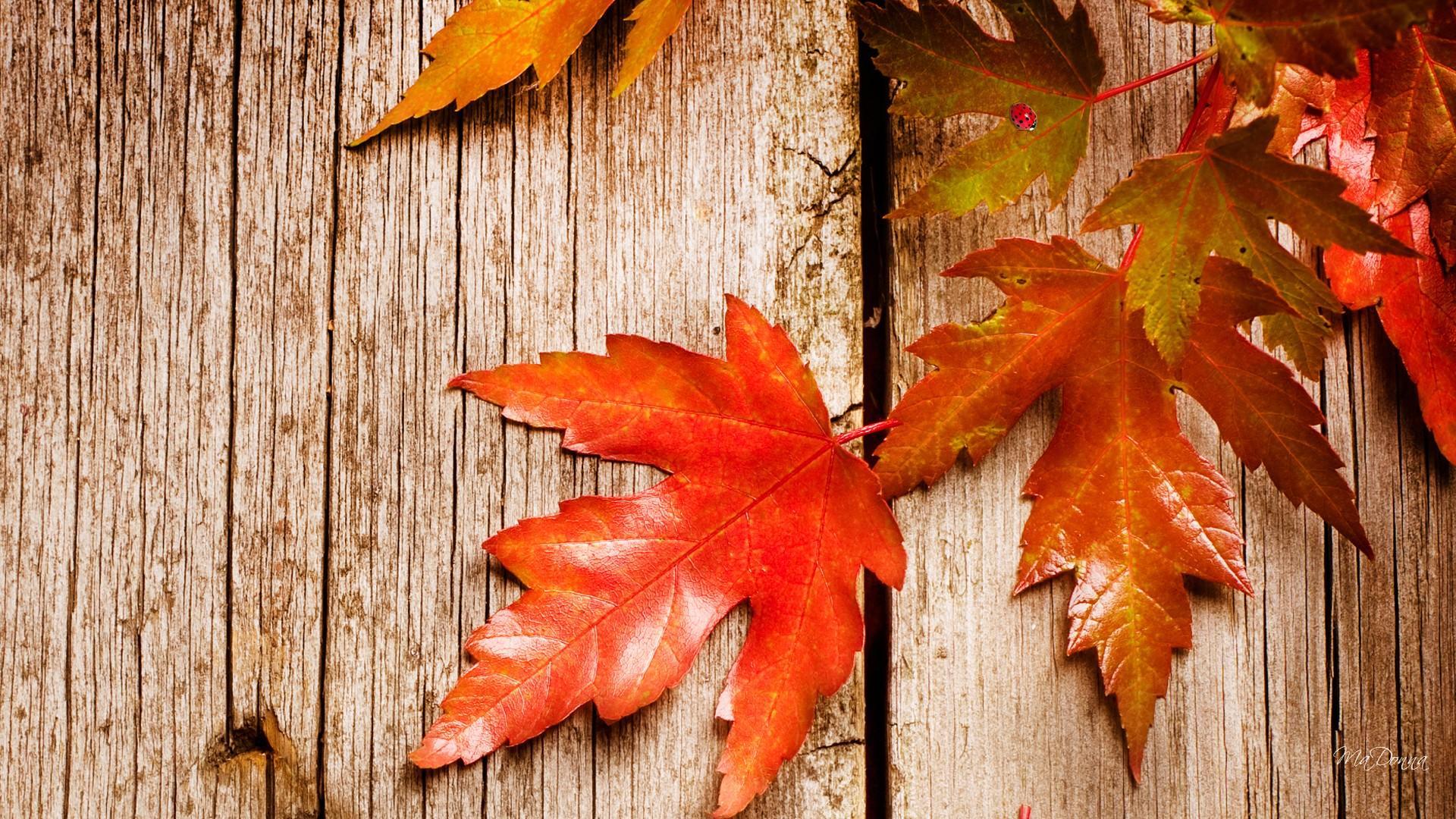 Autumn Rustic Wallpapers