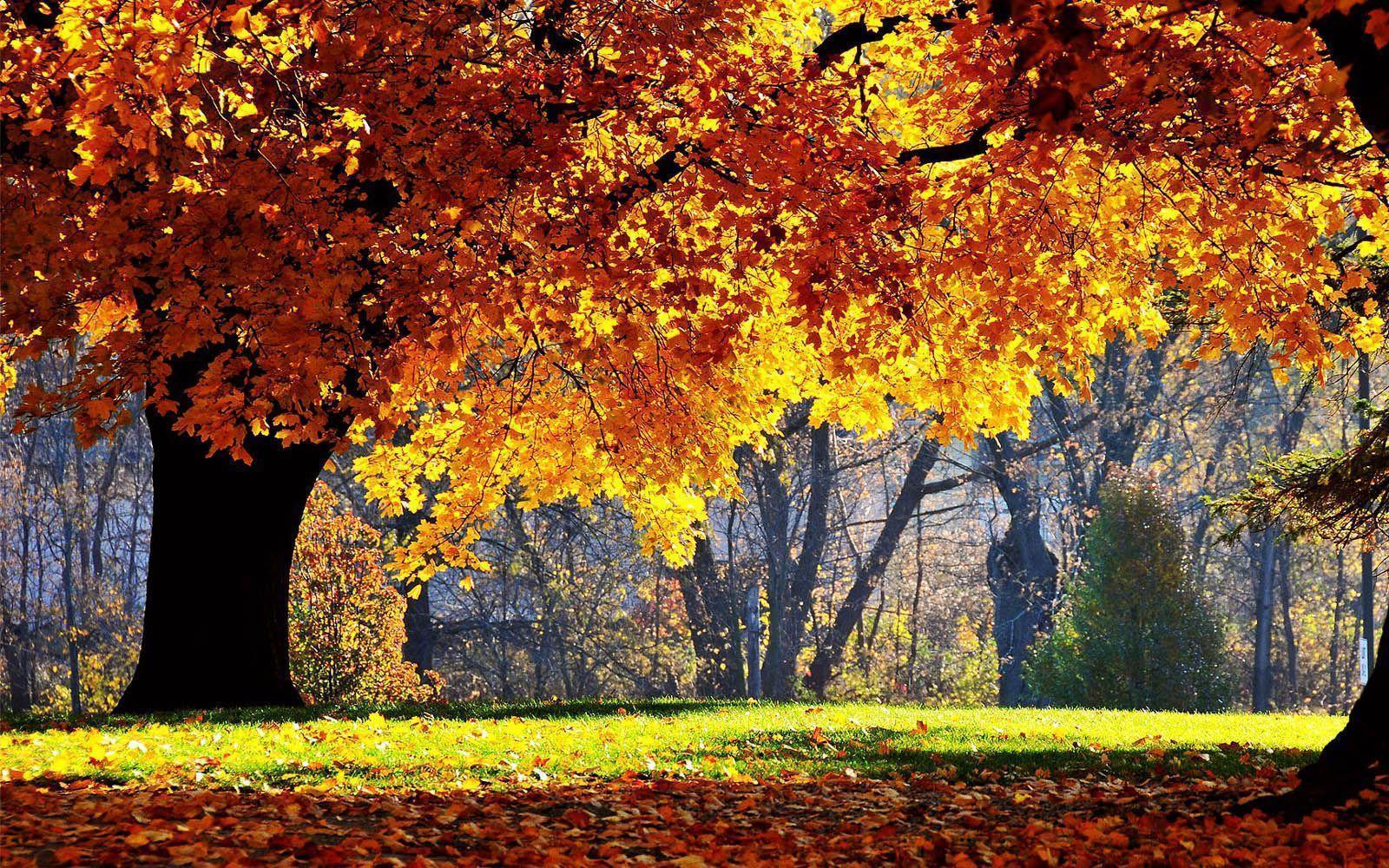 Autumn Scene Wallpapers