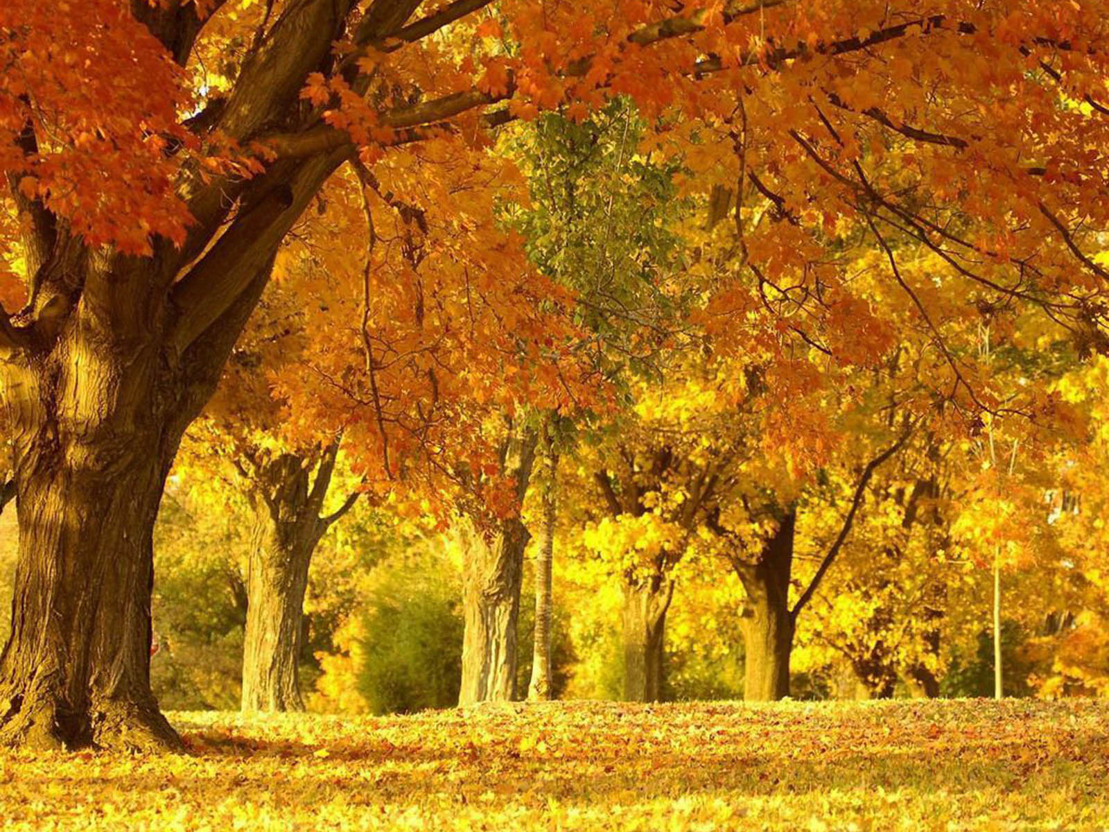 Autumn Scenery Wallpapers