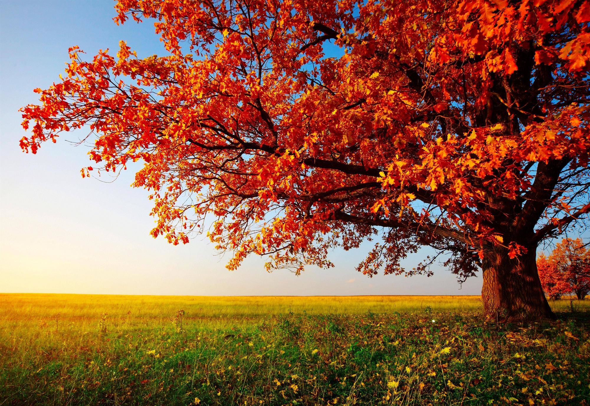 Autumn Scenes Desktop Wallpapers