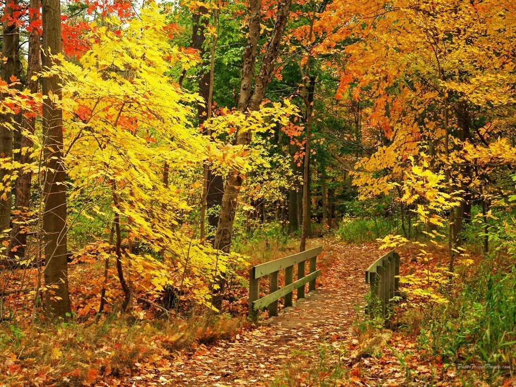 Autumn Scenes Wallpapers