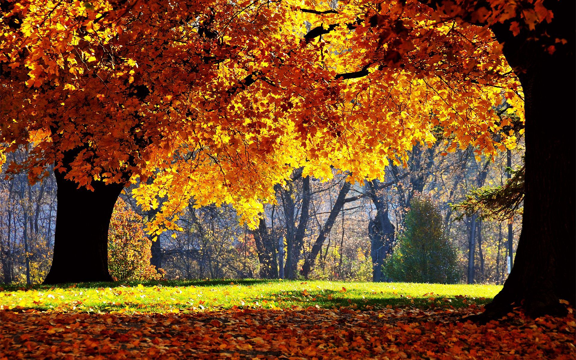 Autumn Scenes Wallpapers