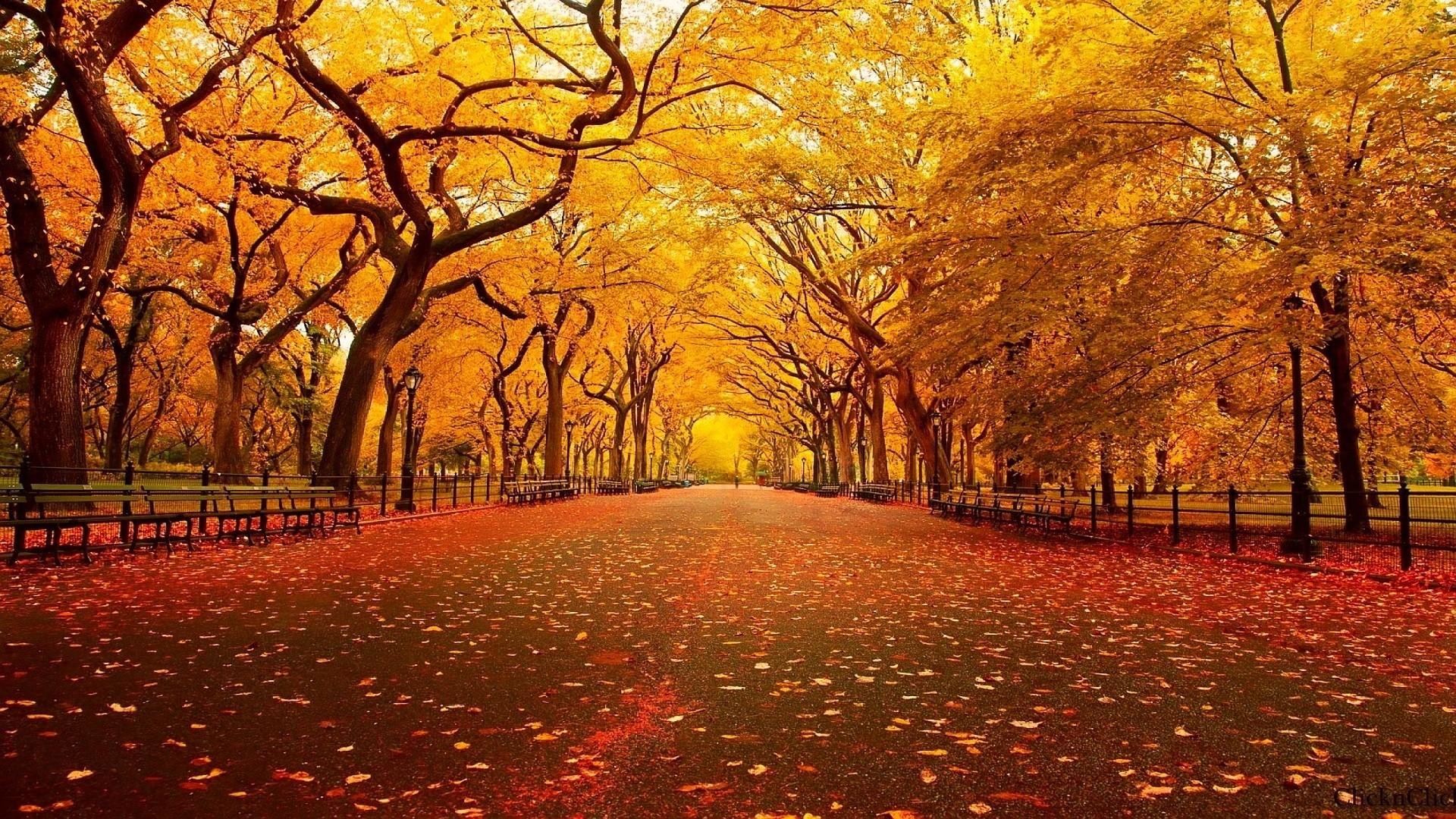 Autumn Scenes Wallpapers