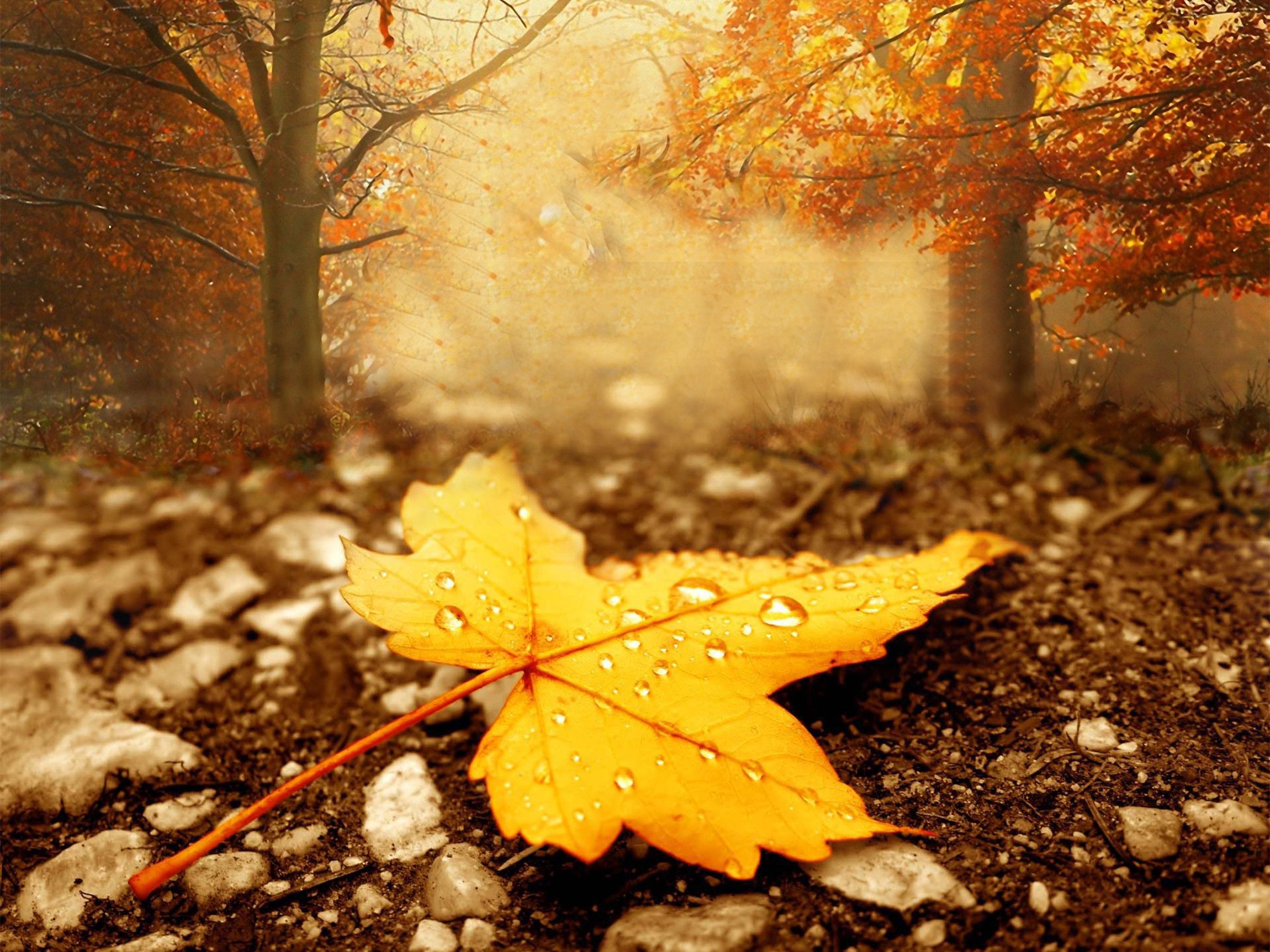 Autumn Season Wallpapers