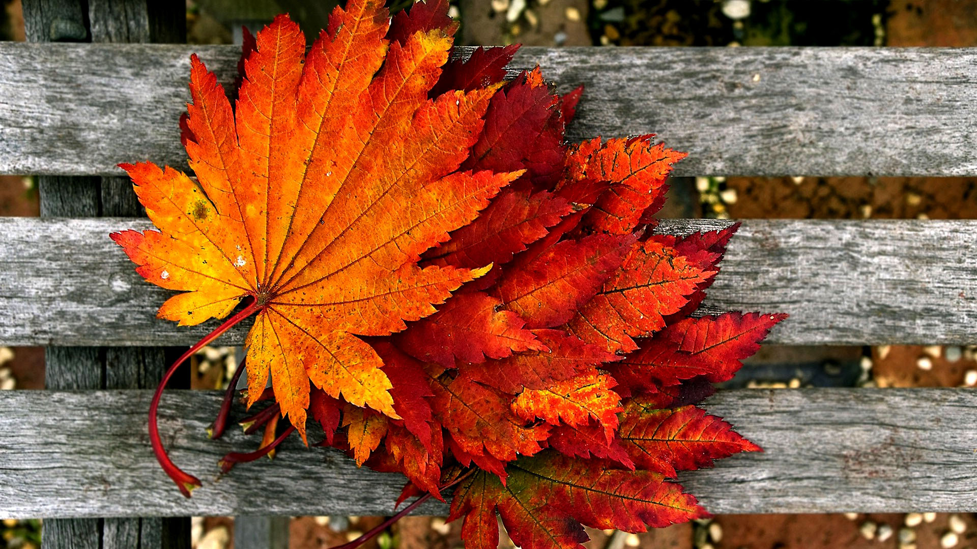 Autumn Season Hd Wallpapers