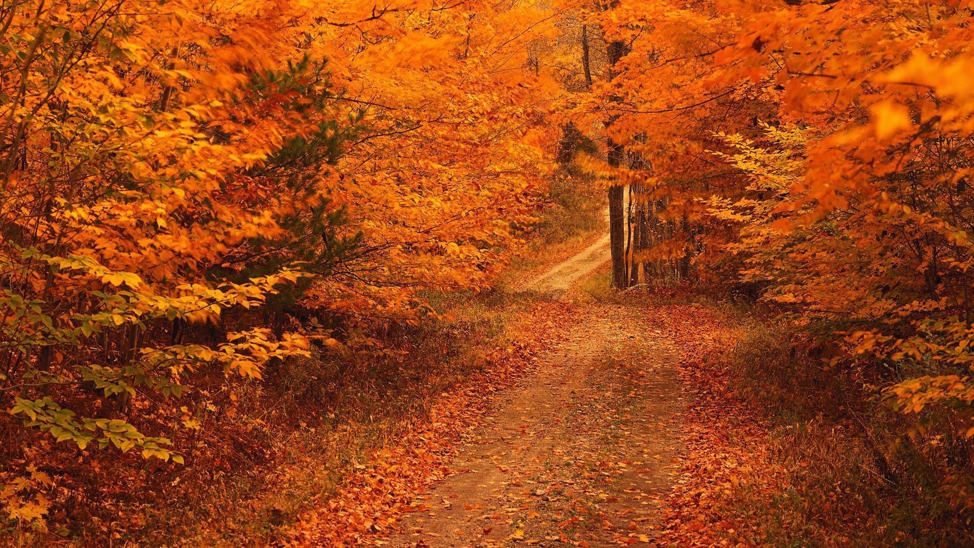 Autumn Season Hd Wallpapers