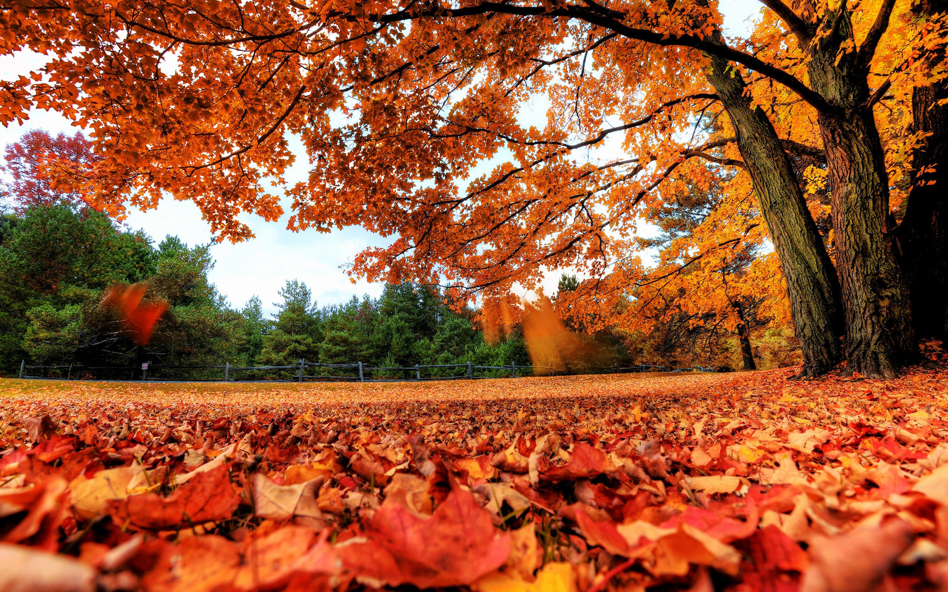 Autumn Season Hd Wallpapers