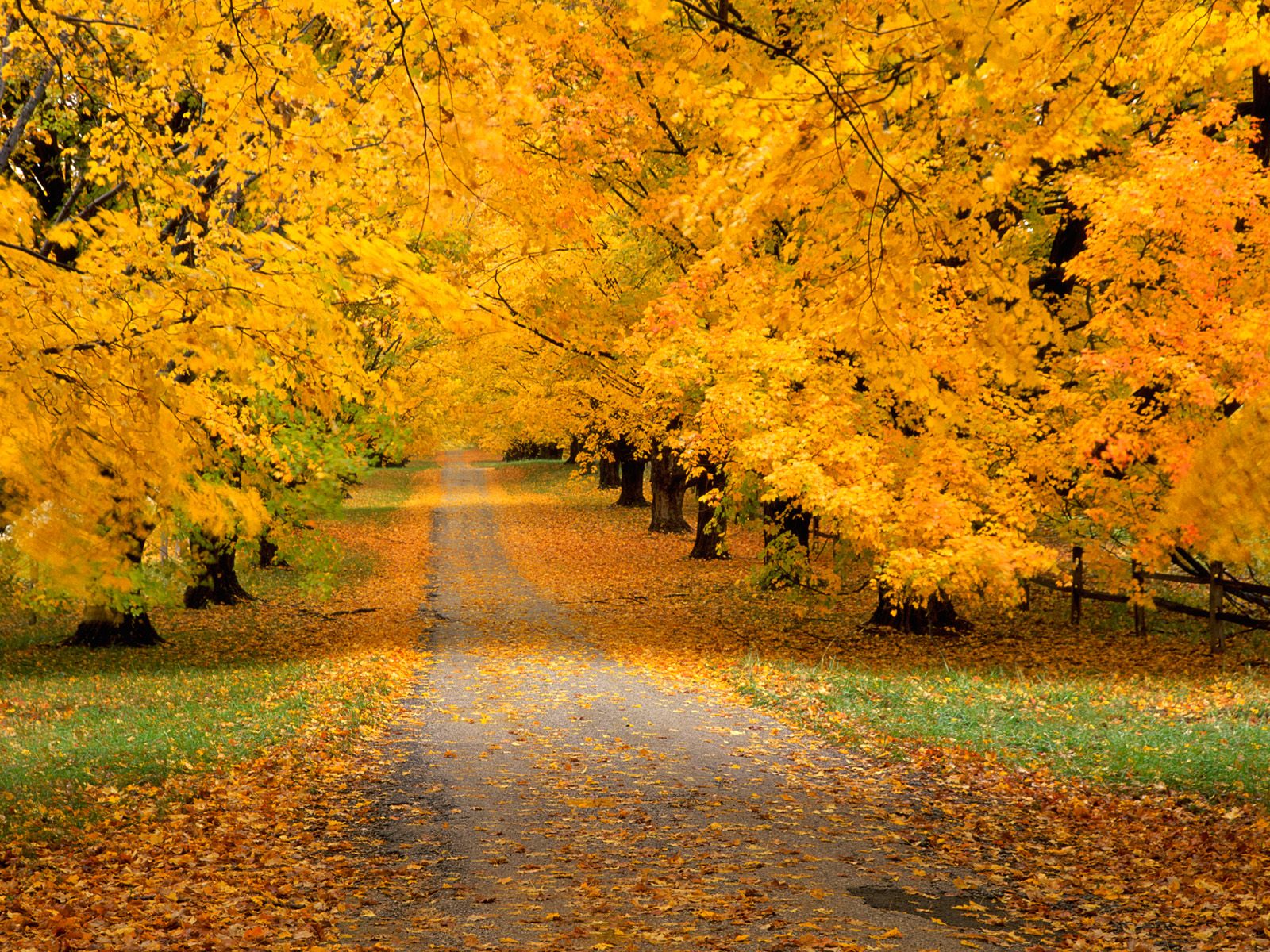 Autumn Season Hd Wallpapers