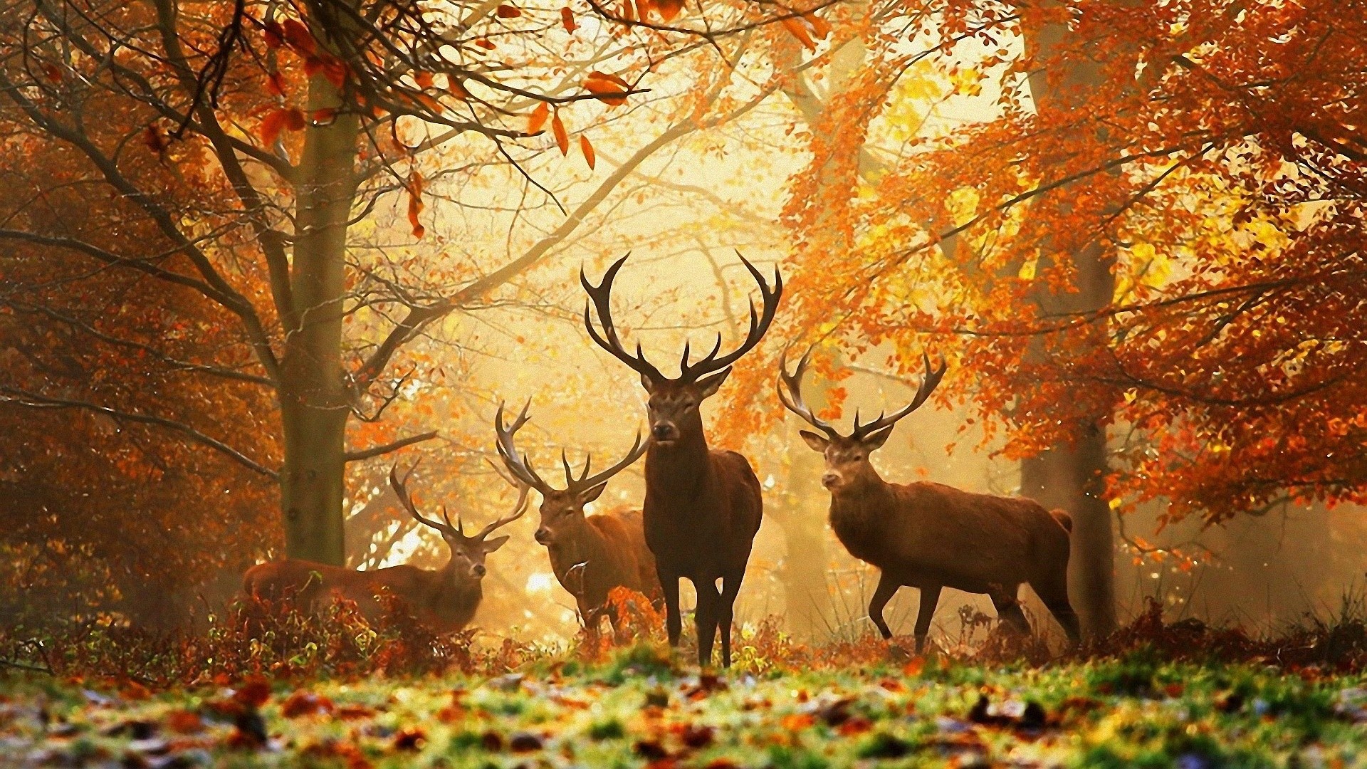 Autumn Season Hd Wallpapers