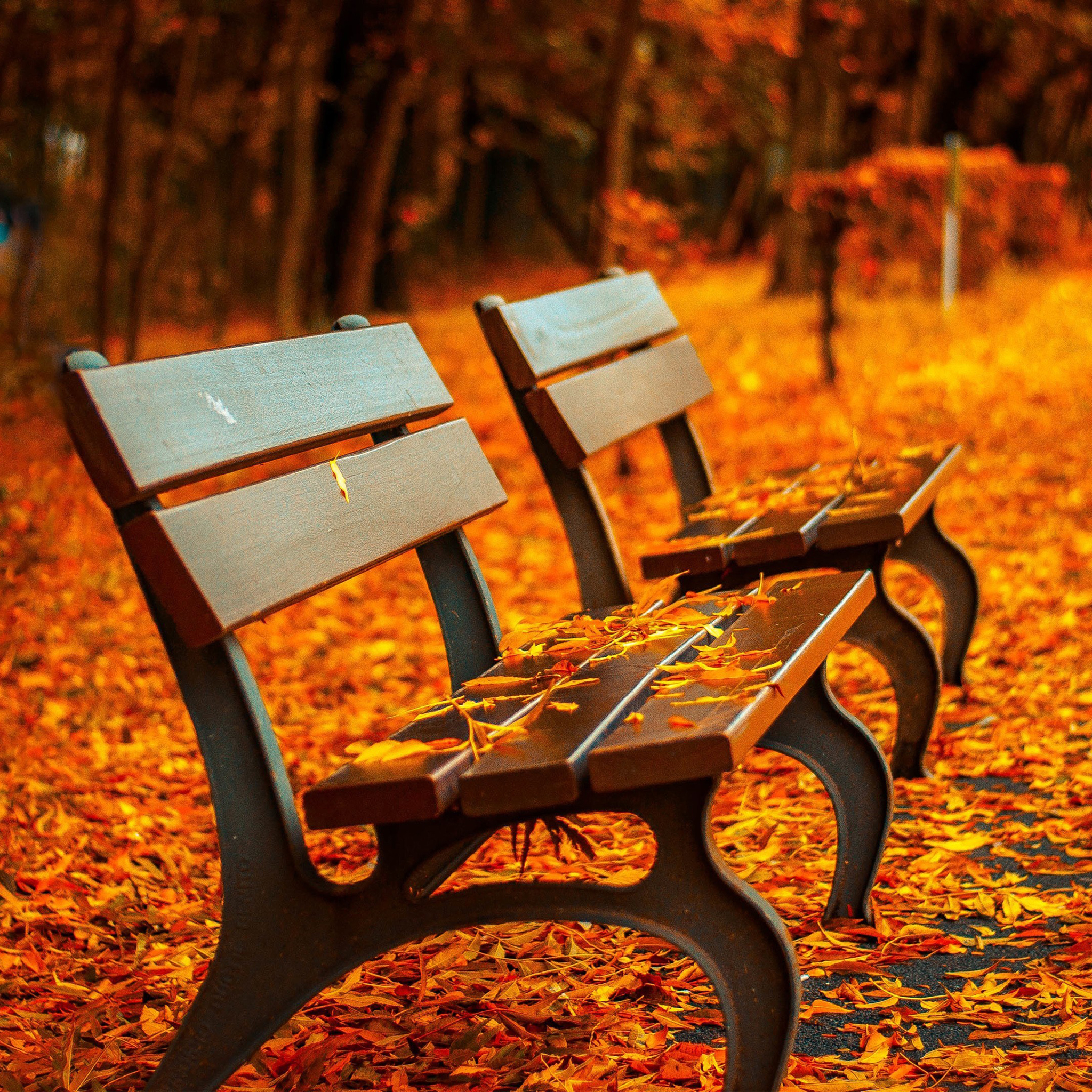 Autumn Season Hd Wallpapers