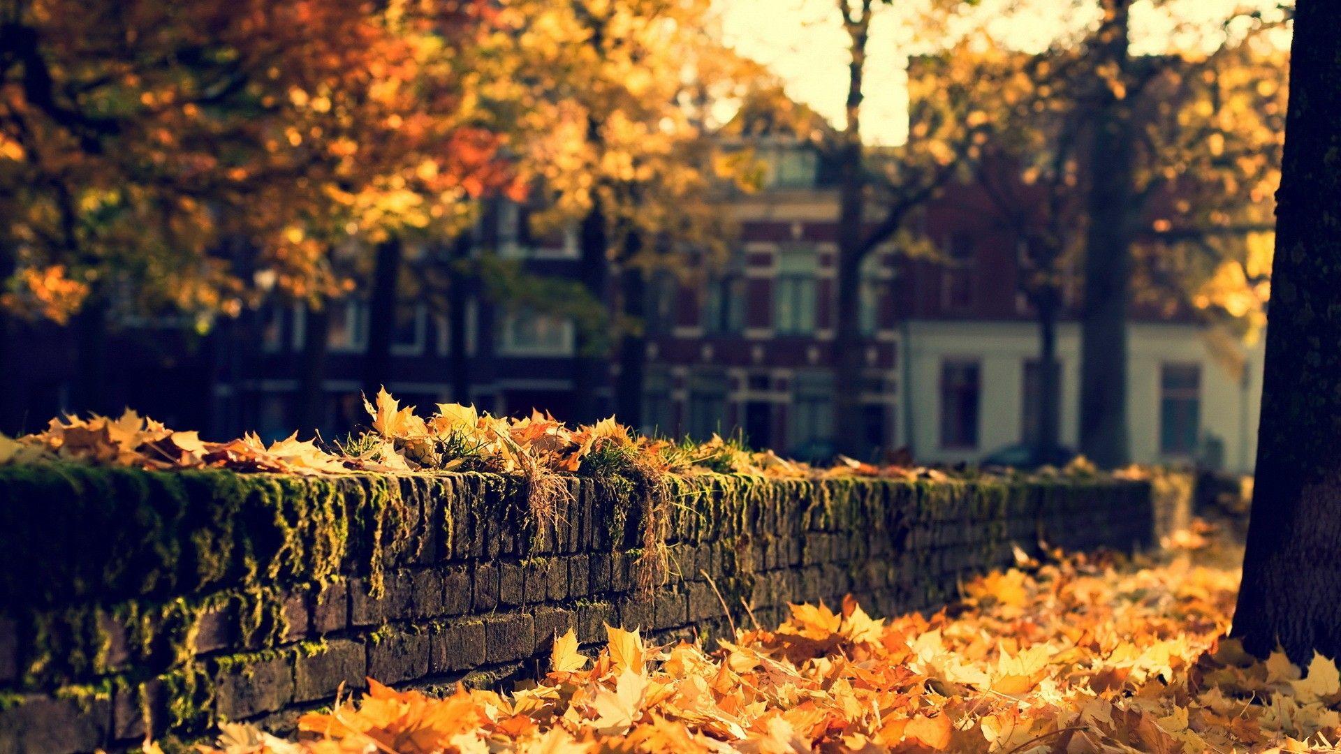 Autumn Season Hd Wallpapers