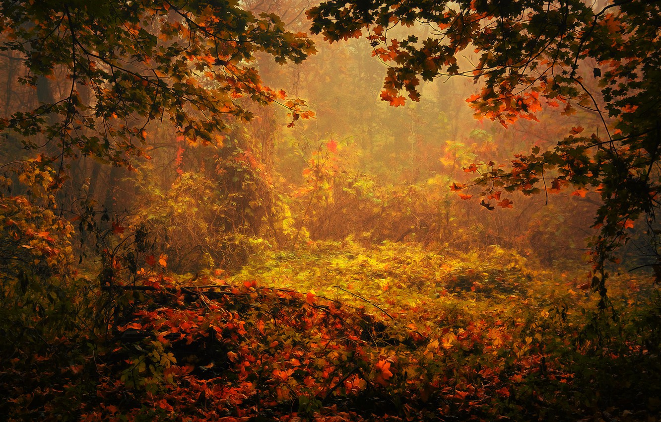 Autumn Season In Painting Wallpapers