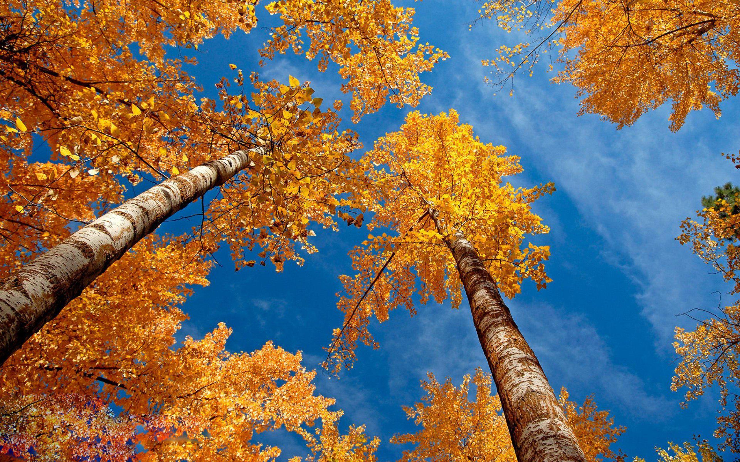 Autumn Sky Wallpapers