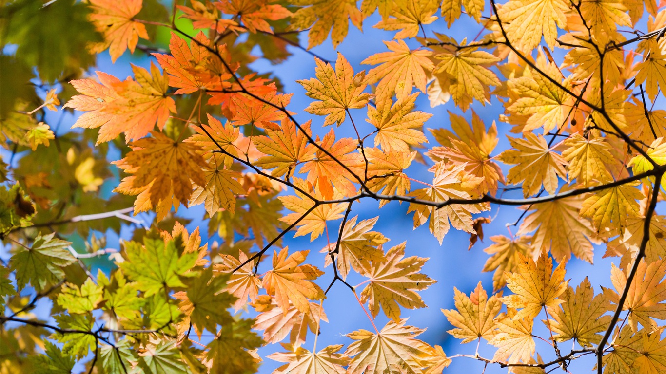 Autumn Sky Wallpapers