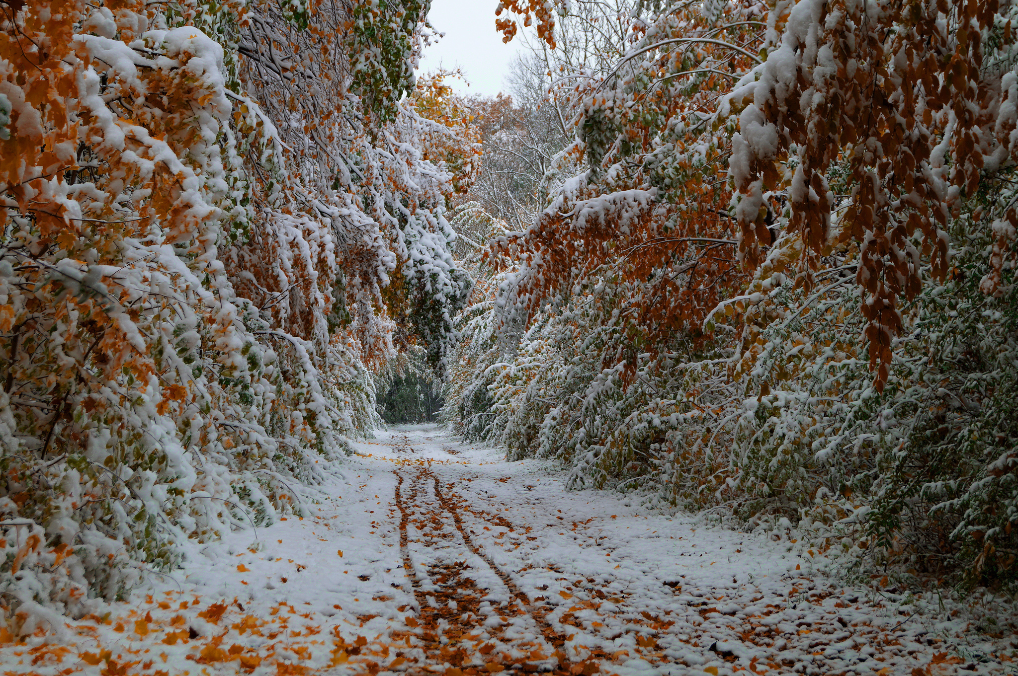 Autumn Snowfall Wallpapers