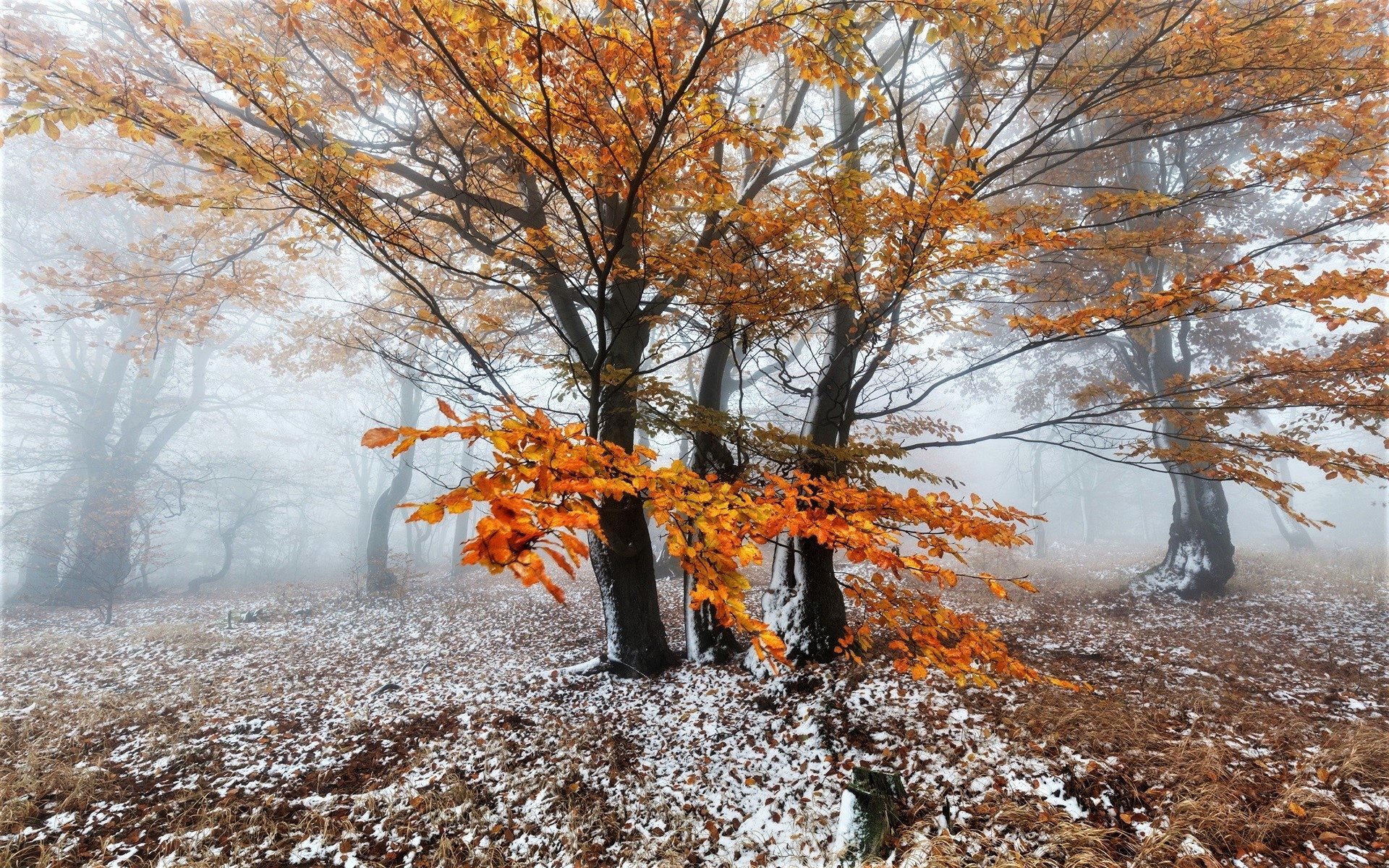 Autumn Snowfall Wallpapers