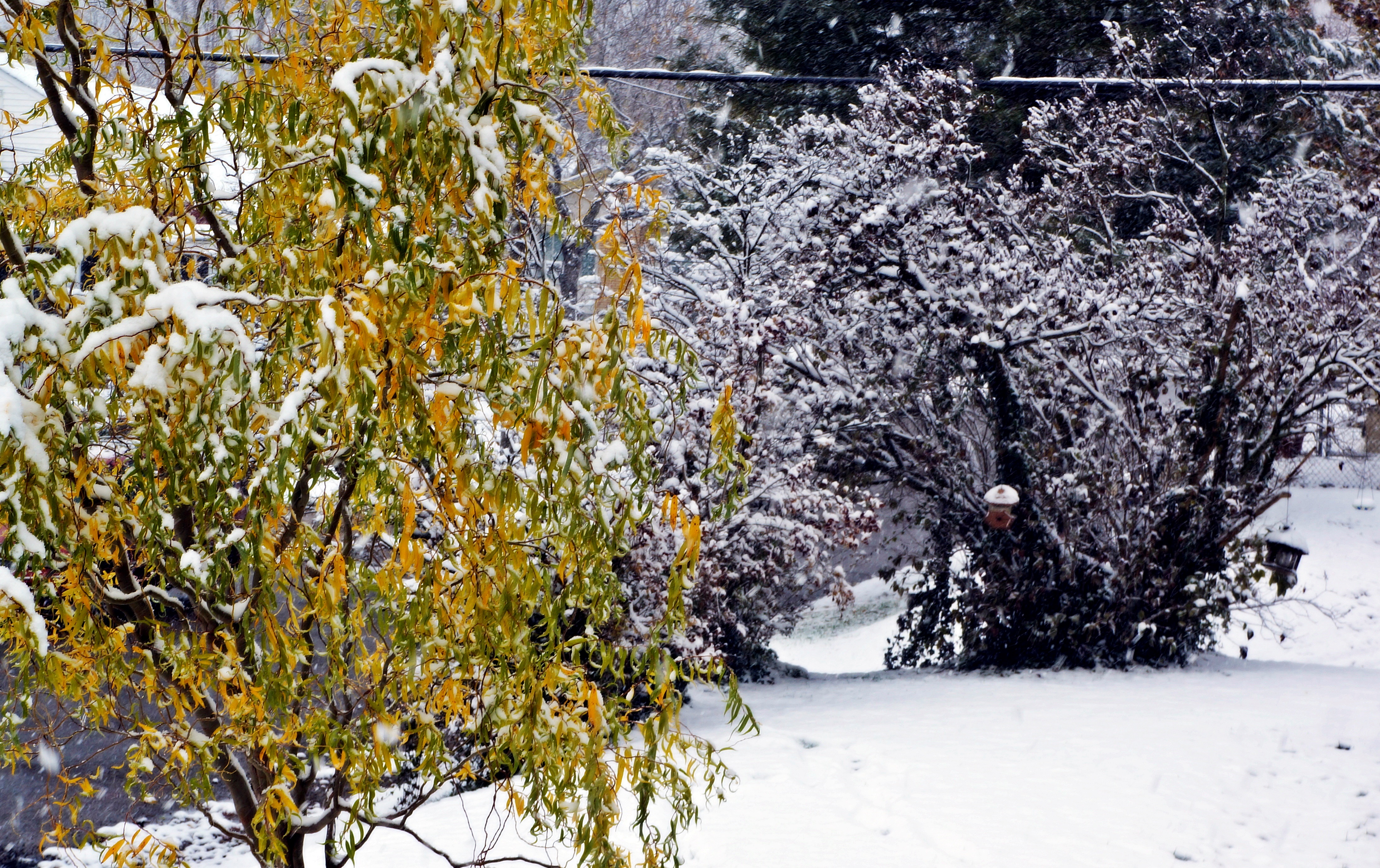 Autumn Snowfall Wallpapers